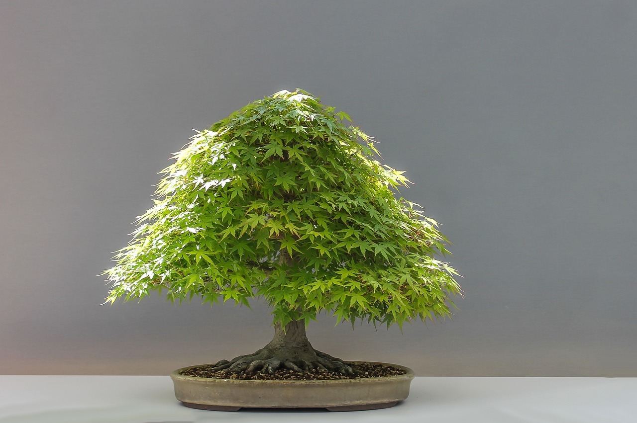 fikus bonsai przesadzanie