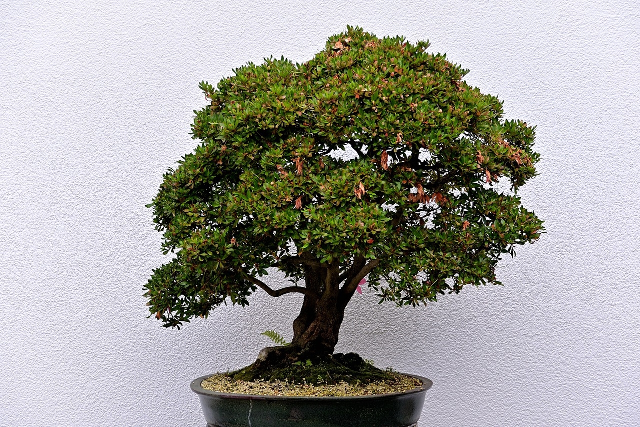 jak przesadzić fikusa bonsai