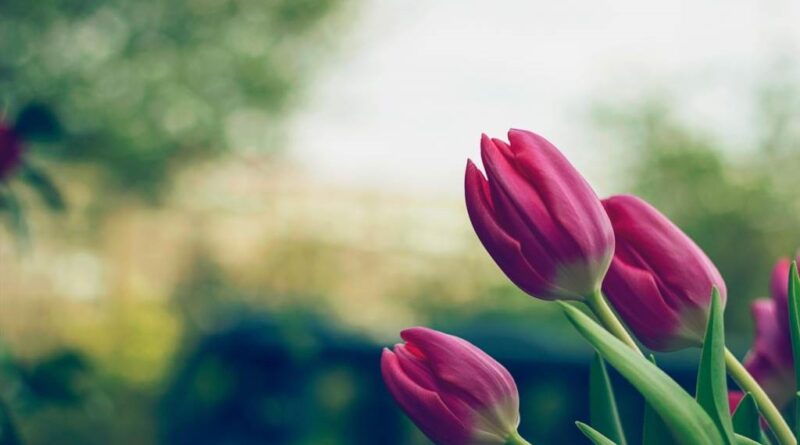 jak ułożyć bukiet z tulipanów