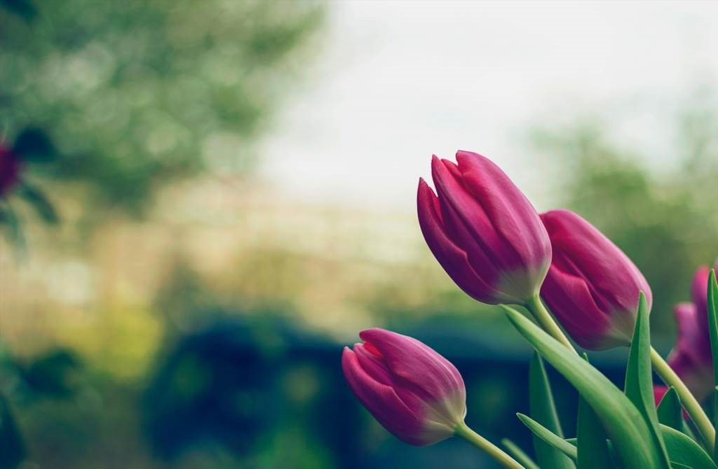 jak ułożyć bukiet z tulipanów