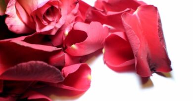 jak zrobić perfumy z płatków róży