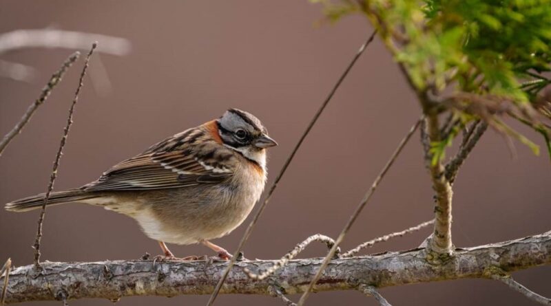 jak zrobić samemu poidło dla ptaków