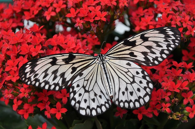 Co jedzą motyle i czym je karmić?
