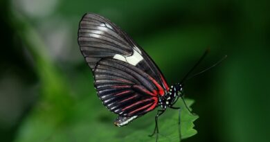 Czarny motyl - znaczenie czarnego motyla w kulturze i tatuażu
