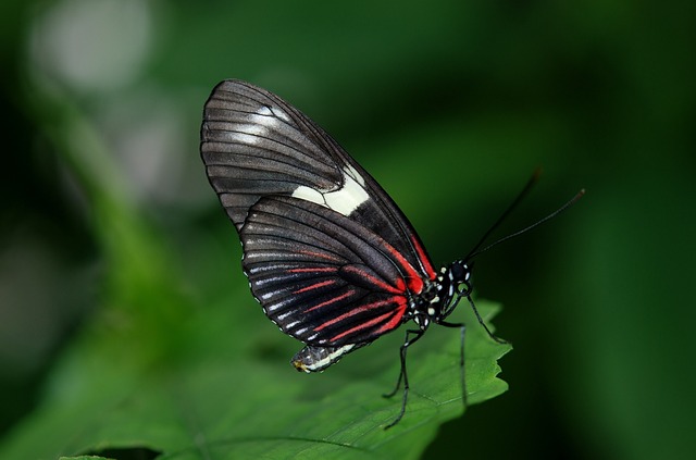 Czarny motyl - znaczenie czarnego motyla w kulturze i tatuażu