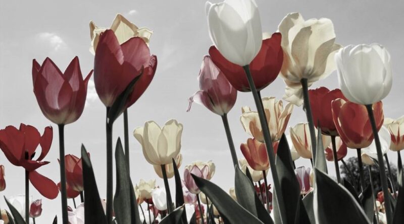 jak dbać o tulipana w wazonie