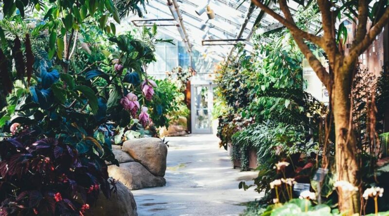 warzywa do uprawy w tunelu foliowym