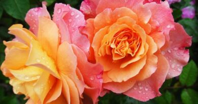 jak dbać o róże w wazonie