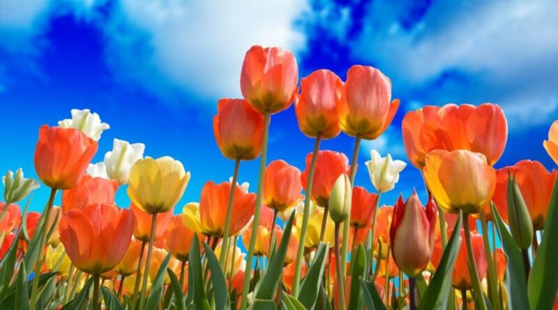 jak dbać o tulipana w wazonie