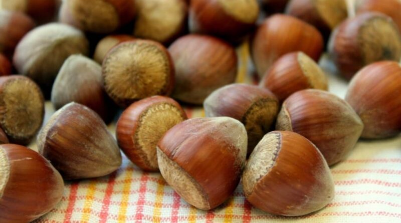 jak obrać orzechy laskowe z łupiny