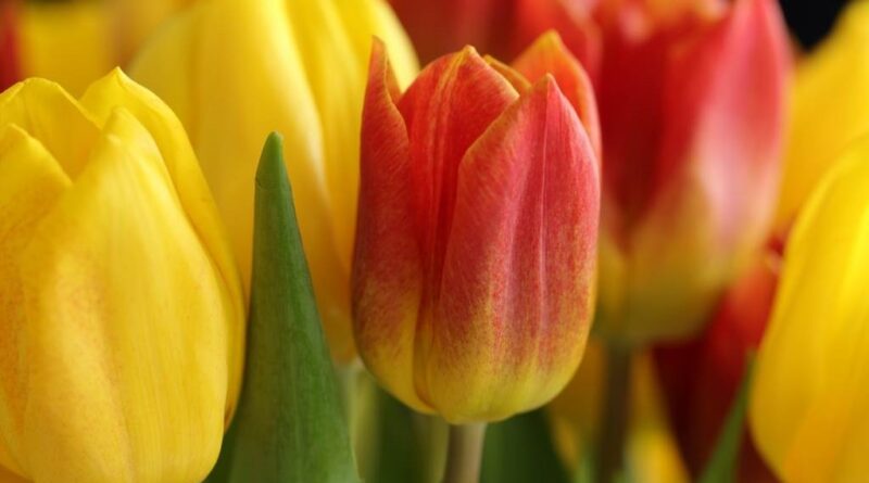 jak przechowywac cebulki tulipanow na zime