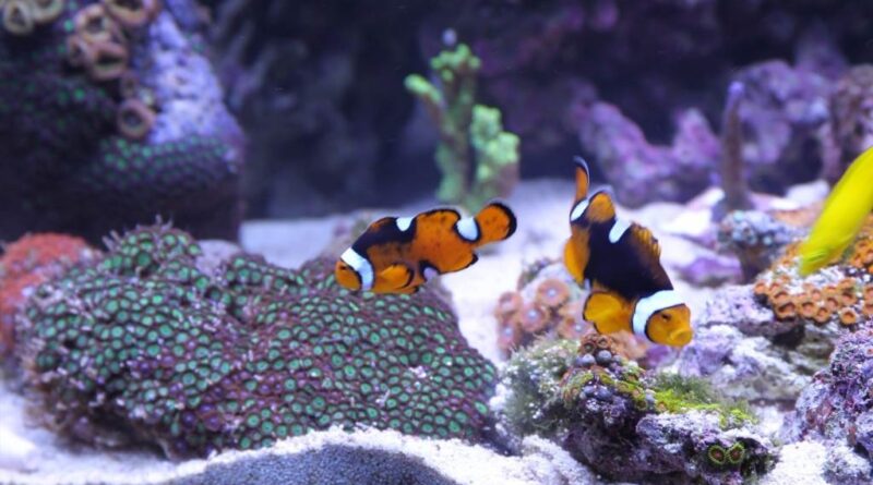 jak ustroić akwarium