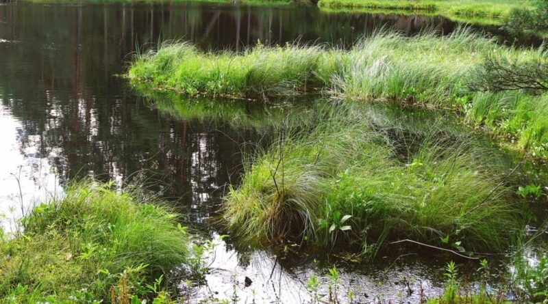 niecka na oczko wodne